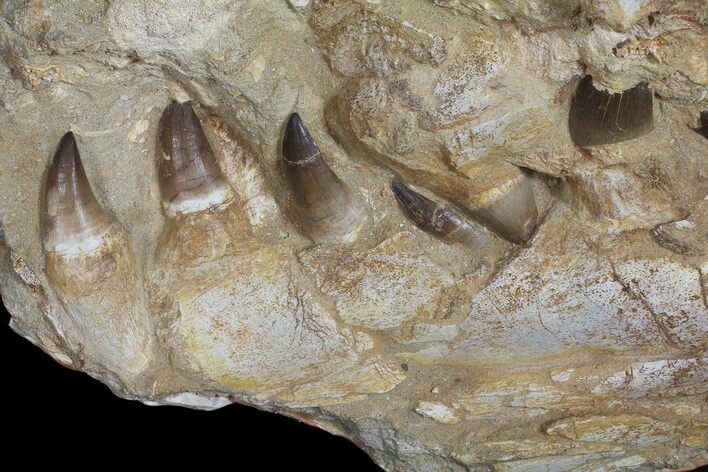 Mosasaur (Prognathodon) Jaw Section With Teeth In Matrix #50795